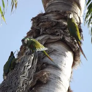 Group of three Maracan? macaws (Ara severus) resting on a palm tree in Maracay - Venezuela