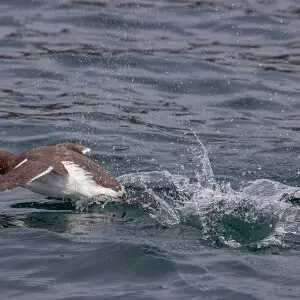 Guillemot (Uria aalge) taking off from water off Skomer Island, Pembrokeshire, Wales