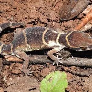 Gunther's Indian Gecko Cyrtodactylus deccanensis. Photographed by Dr. Raju Kasambe in BNHS Conservation Education Centre, Goregaon, Mumbai. Sanjay Gandhi National Park