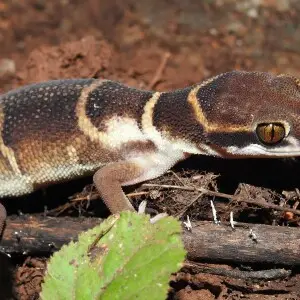 Gunther's Indian Gecko Cyrtodactylus deccanensis. Photographed by Dr. Raju Kasambe in BNHS Conservation Education Centre, Goregaon, Mumbai. Sanjay Gandhi National Park