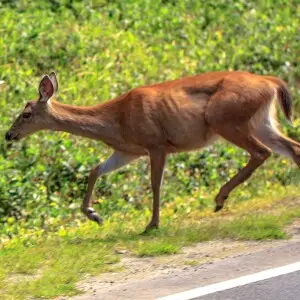 Haida Gwaii (Queen Charlotte Islands)...Graham Island...Sitka Black-Tailed Deer (Odocoileus hemionus sitkensis)...