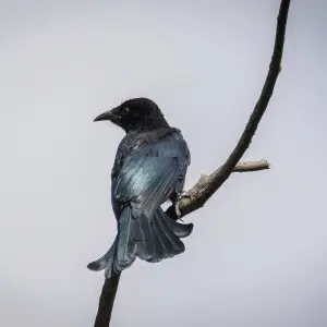Hair-crested drongo - Facts, Diet, Habitat & Pictures on Hair-crested drongo - Facts, Diet, Habitat & Pictures on