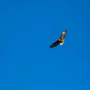 Harlan's red-tailed hawk