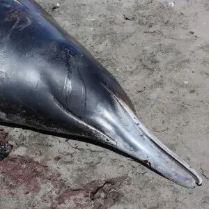 The head of a beaked whale, probably a Gray's beaked whale (Mesoplodon grayi), stranded on Sunset Beach, Port Waikato, New Zealand.