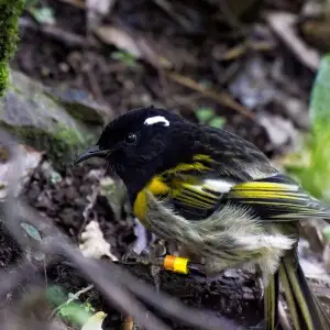 Hihi
Zealandia Ecoreserve, Wellington

Hihi were contained to just the Great Barrier Island by the early 1990's, due to mammalian predation, introduced by human settlers to New Zealand. Since then, ecosanctuaries like Zealandia have helped bring the Hihi 