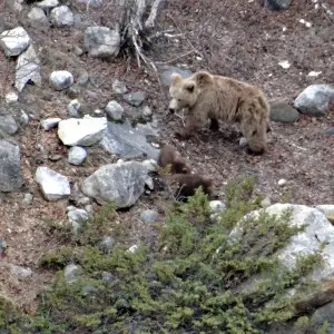 HImalayan Brown Bear With cubs on the trek from Gangotri to Gaumukh in Uttarakhand, India.