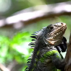 Martinique - iguana delicatissima