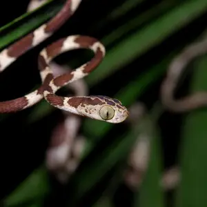 A Mapepire Corde Violon, also known as the Blunt Head Vine Snake (Imantodes cenchoa), at the Yarina Biological Reserve, Yasuni National Park, Ecuador.