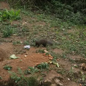 Indian Brown Mongoose from Southern Western Ghats