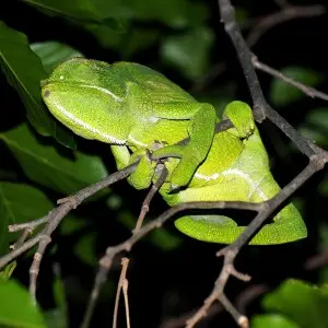 An Indian Chameleon asleep at night in a Pongam tree in Hennur Lake Forest