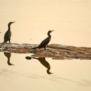 Indian cormorants at Prancheri Tank, Tirunelveli District