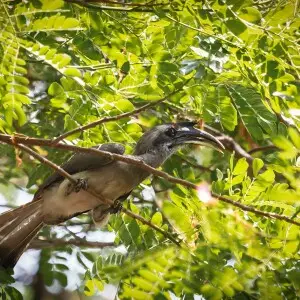 A large Hornbill scouring the tree for fruit / berries.
