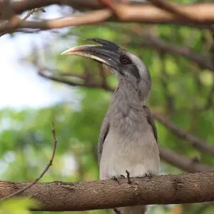 The Indian grey hornbill