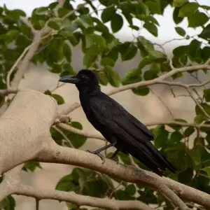 Indian jungle crow (Corvus culminatus) from Thiruppainjeeli Temple (?????????????? ????????????? ??????)