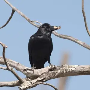 Indian jungle crow (Corvus culminatus), food in beak, Mudumalai National Park, Tamilandu, India