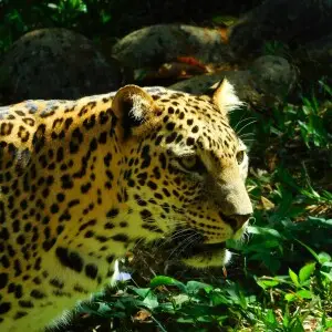 Indian Leopard at Thiruvananthapuram Zoo