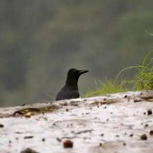 Jungle crow (Corvus macrorhynchos) from anaimalai hills2