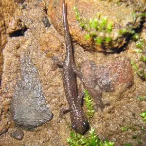 Juvenile Northern Slimy Salamander