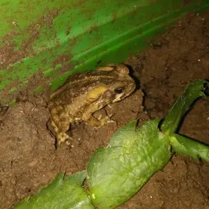 A juvenile of cururu toad (Rhinella icterica) near a Schlumbergera gr. truncata.