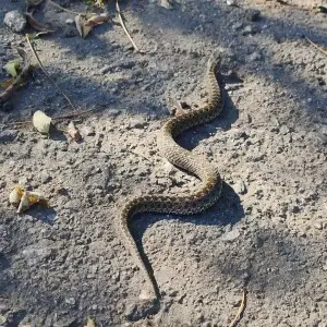 A snake (Vipera renardi) crawling away from the photographer.