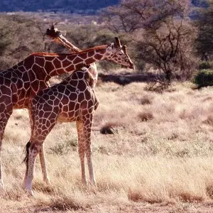 Girafes du parc national d?Amboseli au Kenya (ARGENTIQUE  LEICA R3 180MM APOCHOMATIQUE)