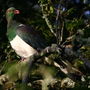 Kereru, or native pigeon, of New Zealand. Featherston, South Wairarapa