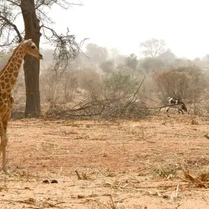 Die letzten freilebenden Giraffen Westafrikas.