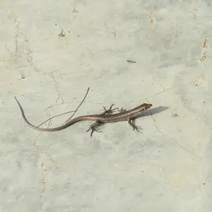 Lizard on a restaurant floor in Fernando de Noronha.