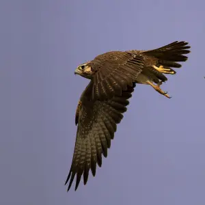 A Laggar Falcon begins a typical swoop at Tal Chappar Sanctuary, Rajasthan, India.