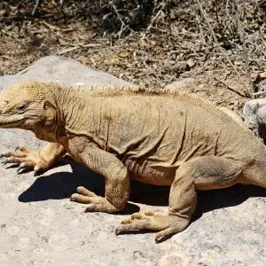 Conolophus pallidus Facts, Diet, Habitat & Pictures on Animalia.bio