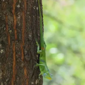 Calotes Grandisquamis - Facts, Diet, Habitat & Pictures On Animalia.bio