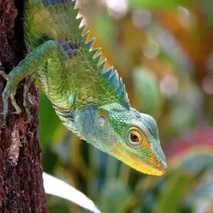 Calotes grandisquamis
GHS cinchona

 large-scaled forest lizard