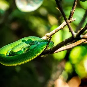 Trimeresurus macrolepis, commonly known as the large-scaled pitviper is a venomous pitviper species endemic to the Southern Western Ghats of South India.