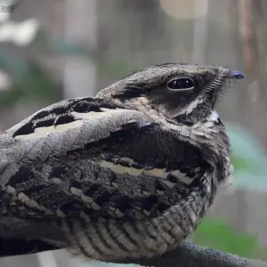 A beautiful shot of Large Tailed Nightjar which clicked by Arpan Banerjee