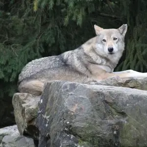 Loup gris d'Europe au PAL.