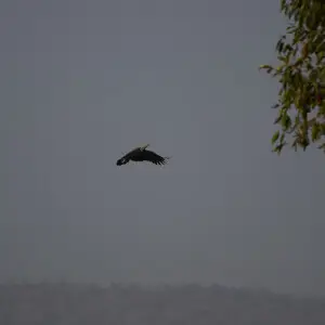 Lesser fish eagle (Haliaeetus humilis) at Kaveri river bank near Biligundlu