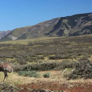 Lesser Rhea near Torres del Paine National Park