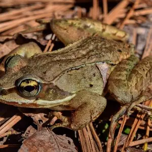 Wood frog (Lithobates sylvaticus).