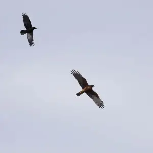 Little Raven, Corvus mellori, mobbing a Swamp Harrier, Circus approximans, Winter's Swamp, Ballarat, Victoria, Australia.