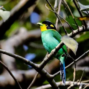 Long-tailed broadbill (Psarisomus dalhousiae).