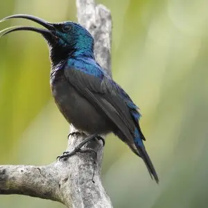 Lotens sunbird male breeging plumage&#160;; Kannur keeriyad