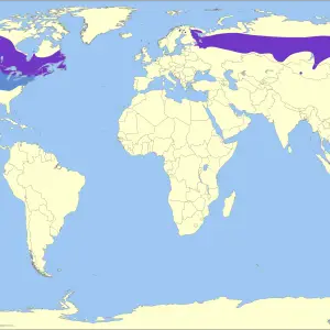 Geographical distribution of White-winged crossbill. &#160; Year-round&#160; Nonbreeding