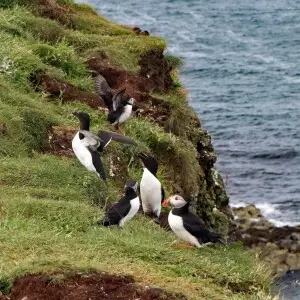Razorbill colony at Lunga (Treshnish Isles, Scotland, UK)