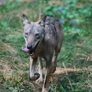 Italian wolf, Abruzzo National Park