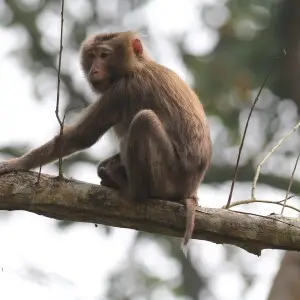 Male PigTailed Macaque at Gibbon WLS , Assam, India