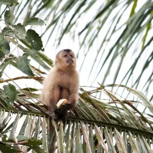 Um macaco prego faz a sua refei??o. Essa foto foi tirada no cora??o do Pantanal matogrossense, na parte da manh?.