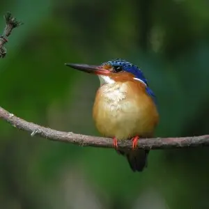 The Malagasy Kingfisher (Alcedo vintsioides; also known as Madagascar Malachite Kingfisher) is common throughout the island of Madagascar. It is sometimes considered as belonging to the same species as the Malachite Kingfisher (Alcedo cristata) of sub-sah