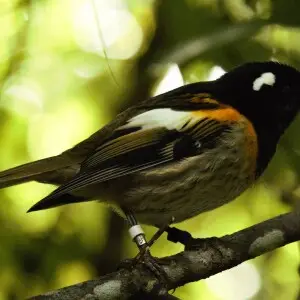 Male Stitchbird, or Hihi (Notiomystis cincta) Tiritiri Matangi island