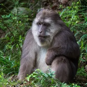 Male Tibetan Macaque, Tangjiahe Nature Reserve, Sichuan
