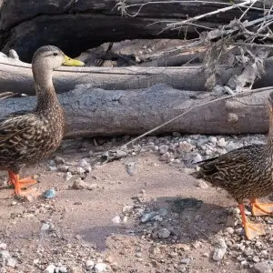 Mallard ( Mexican Duck subspecies) | San Pedro House | Sierra Vista | AZ|2019-03-20|09-24-49
